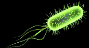 EScherichia coli E Coli